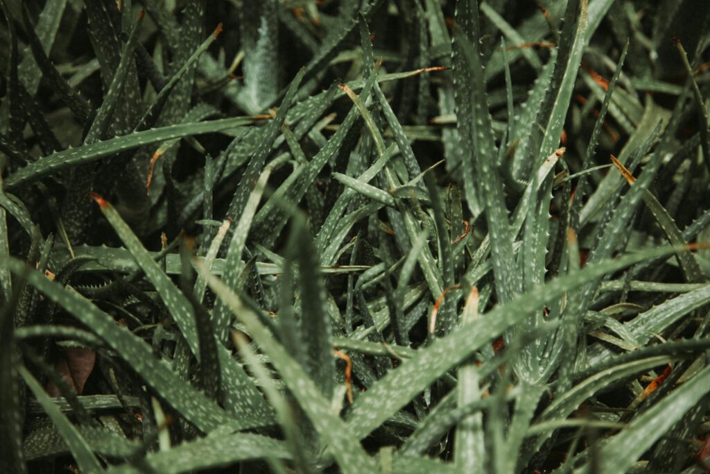 L'aloe vera excellent pour la peau. 